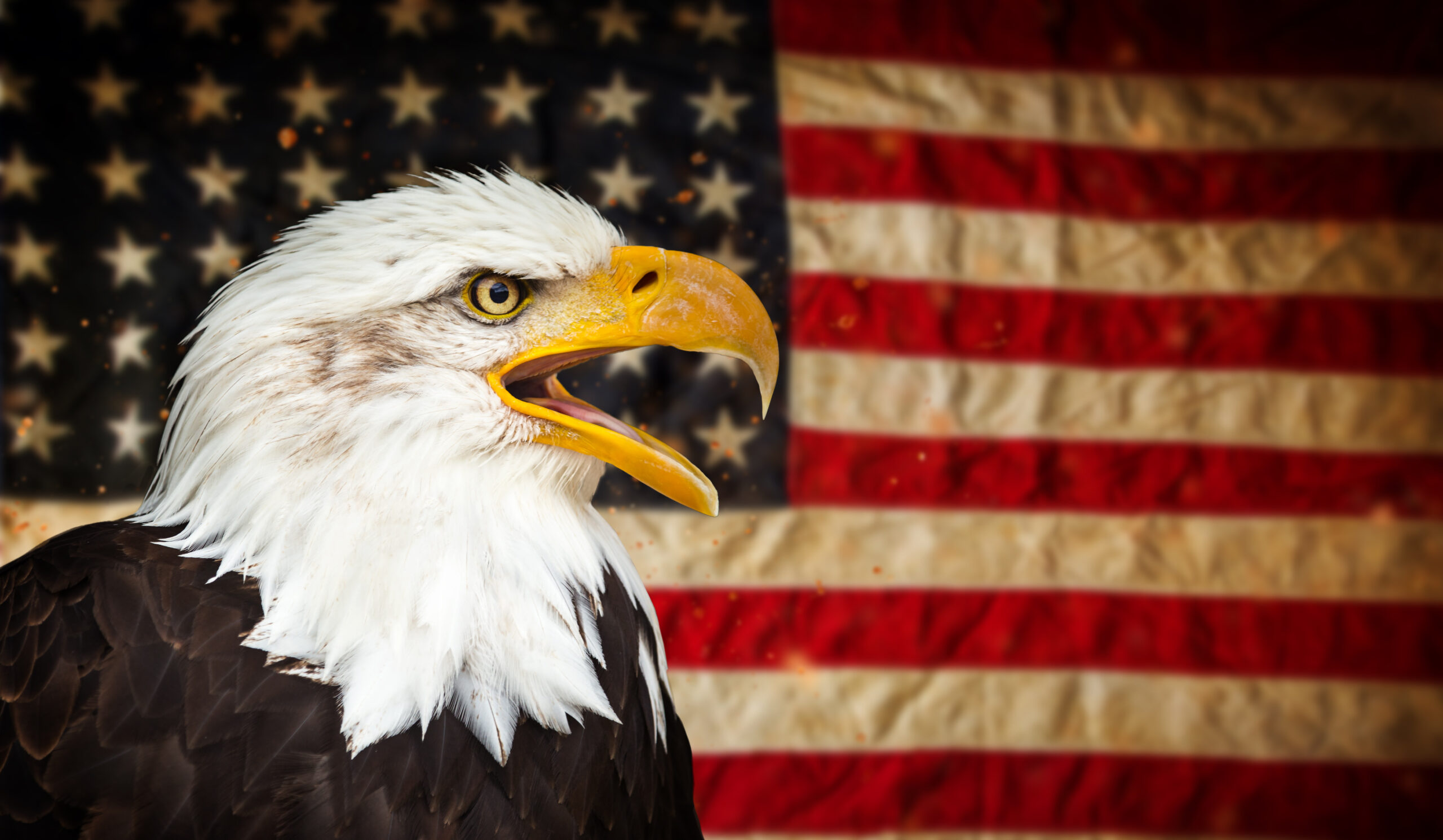 North,American,Bald,Eagle,With,American,Flag.,Patriotic,Concept. A palm tree ablaze as powerful winds intensify devastating wildfires sweeping through Los Angeles